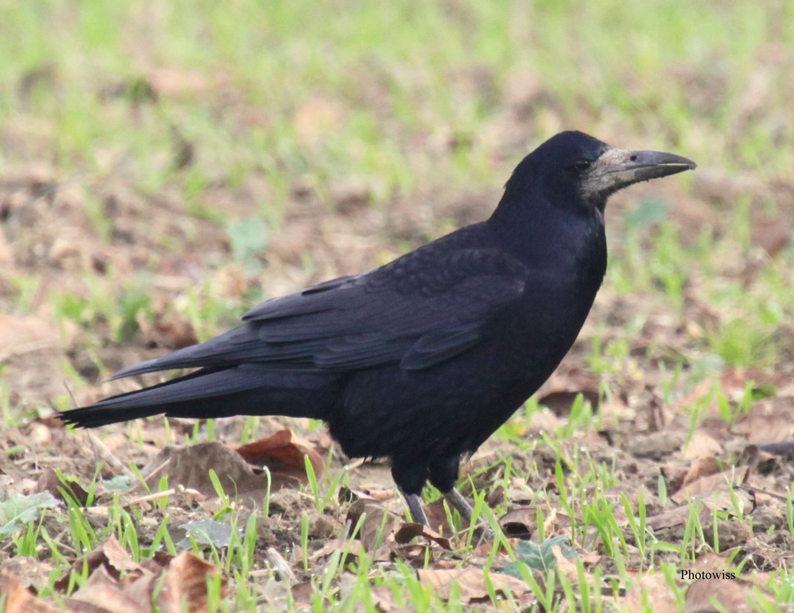 http://a402.idata.over-blog.com/4/08/56/72/nature-2/corbeau-freux.jpg