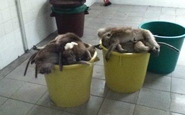 Des centaines de singes tués et empilés dans des poubelles des-centaines-de-singes-tues-et-empiles-dans-des-poubelles